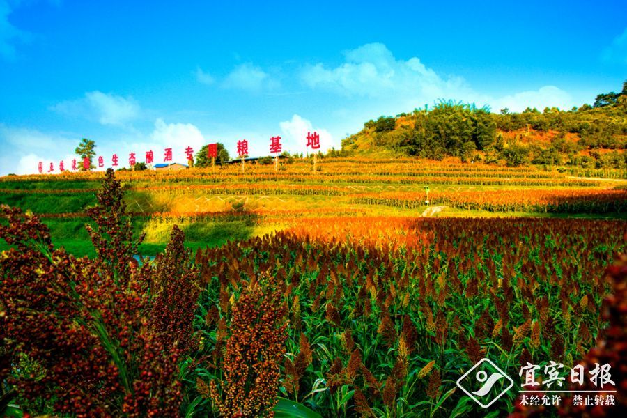 058——02《宋家乡高粱基地》翠屏区宋家乡058郭兰清18016170859