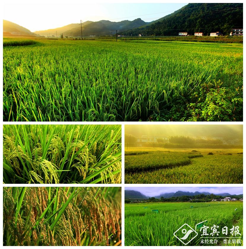 《五粮稻花香》长宁富兴