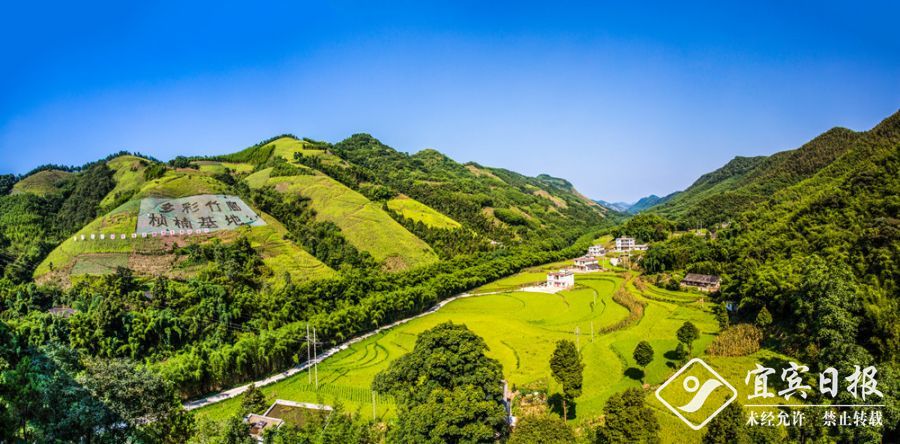 017——03《洁净天地-五粮液专用粮长宁基地》017蒋德超18683169235