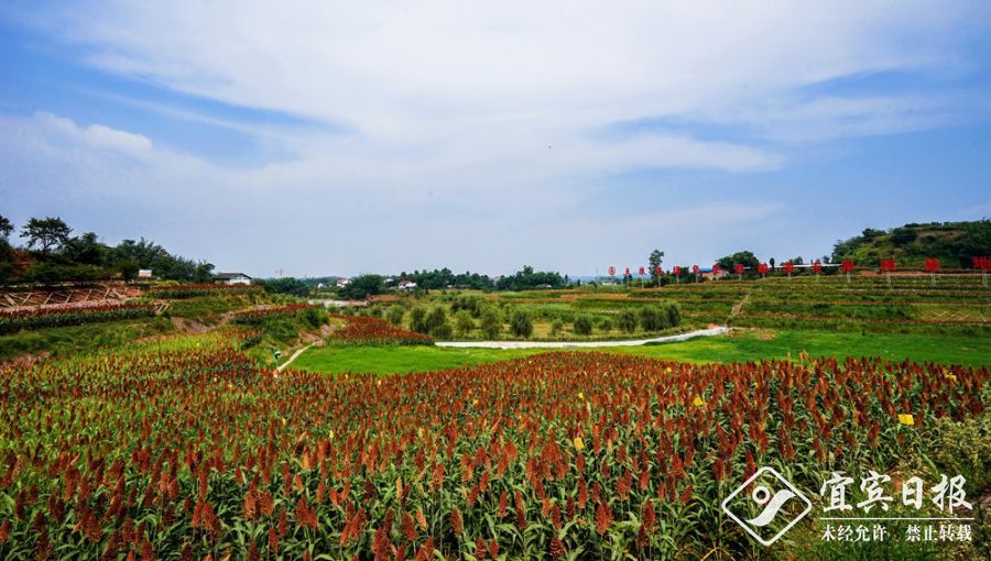 048——05  希望的田野  宋家丘陵村048张鉴13890935973