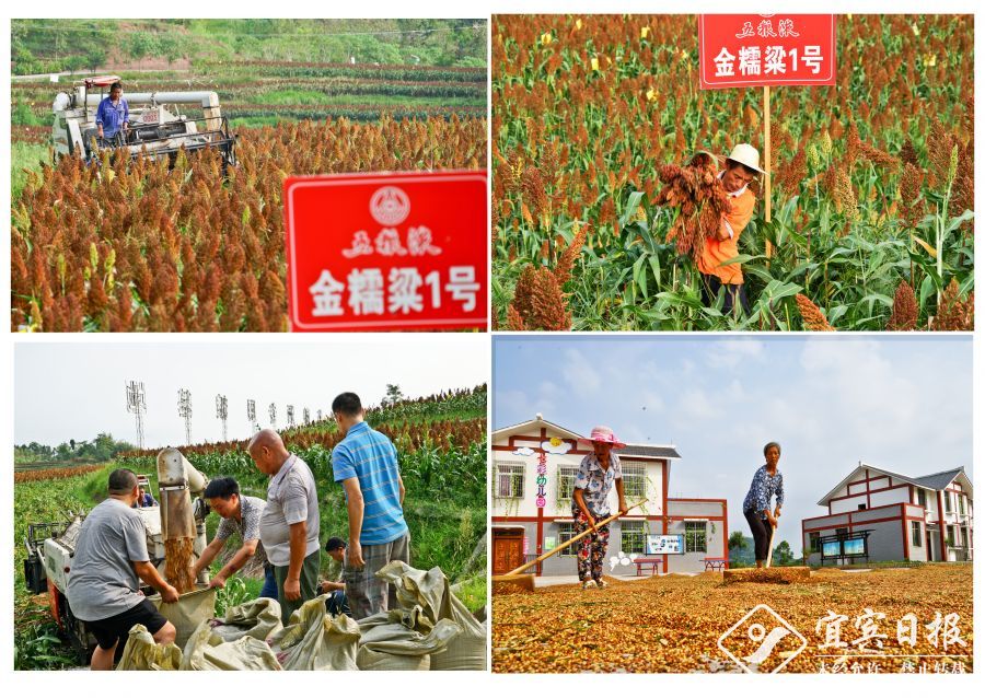 029——01组图1 拍摄地：宋家丘陵村029罗仕钧 15283584035