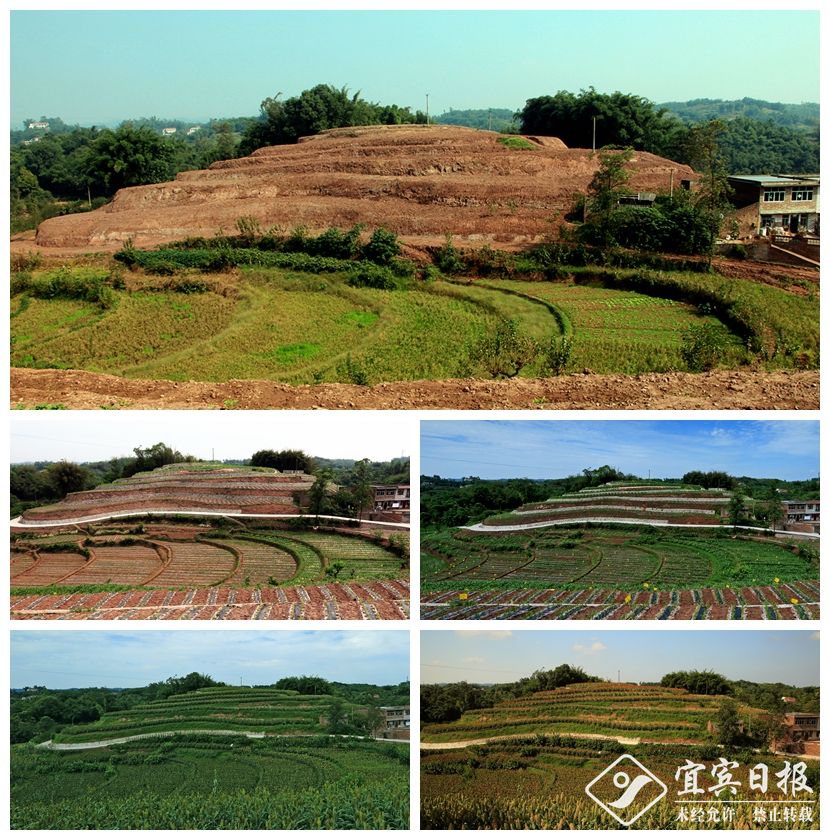 多彩大地；拍摄地-梅白乡力行村。.JPG